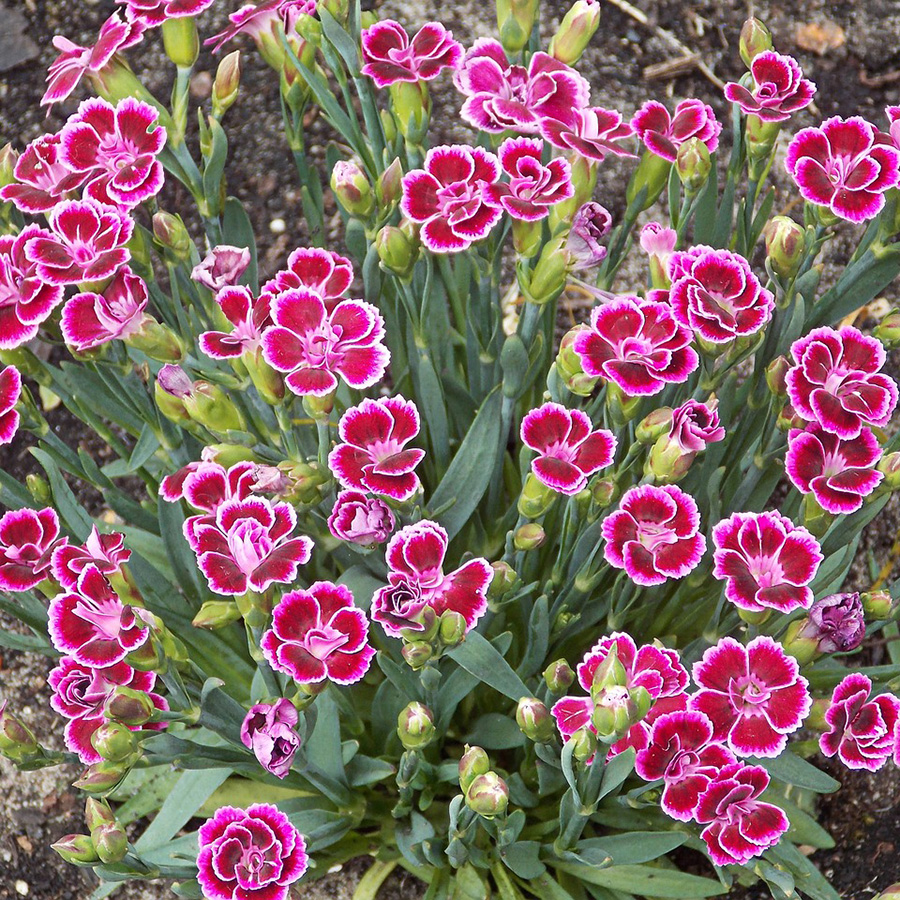 Превью изображения