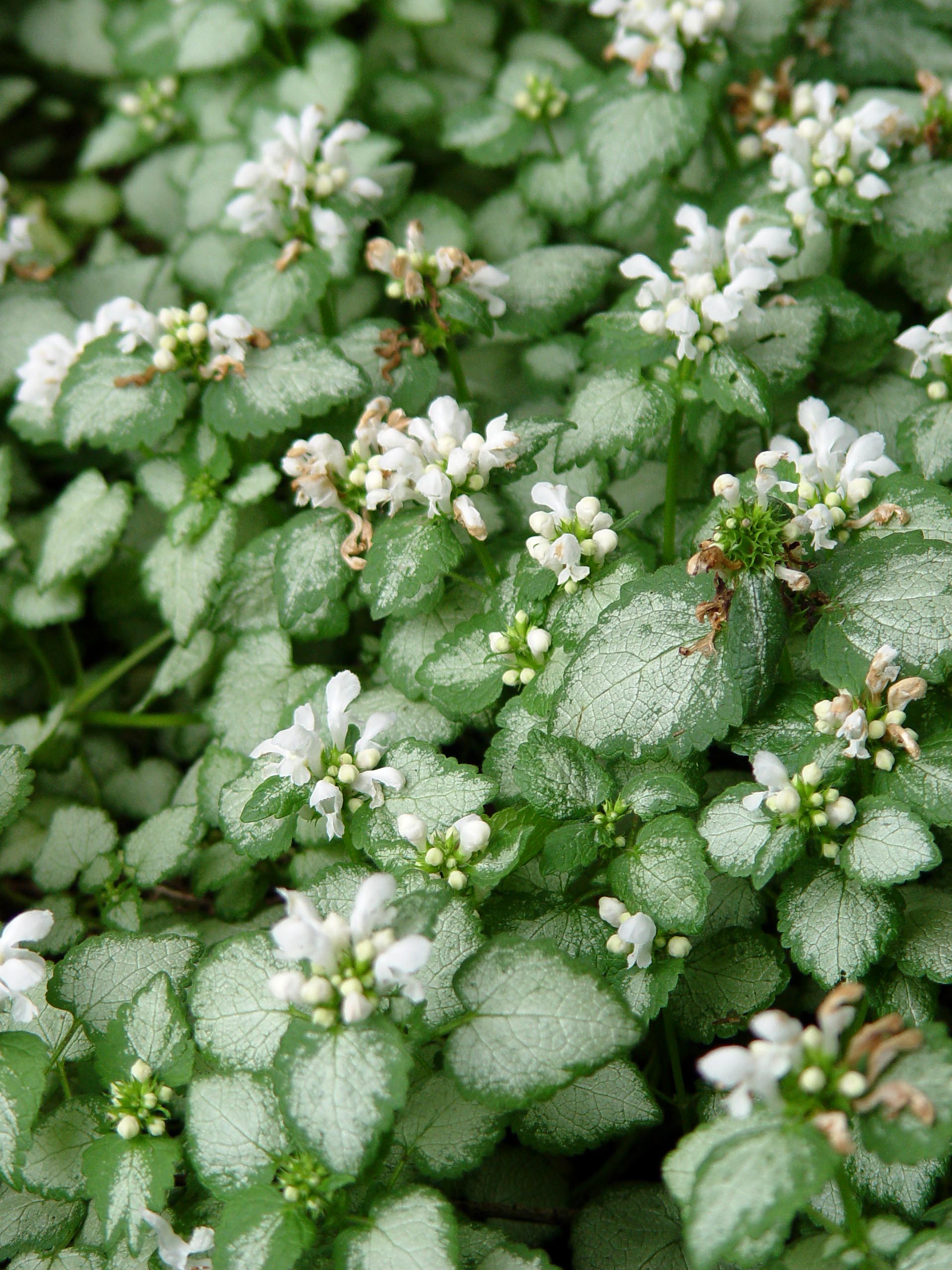 Превью изображения