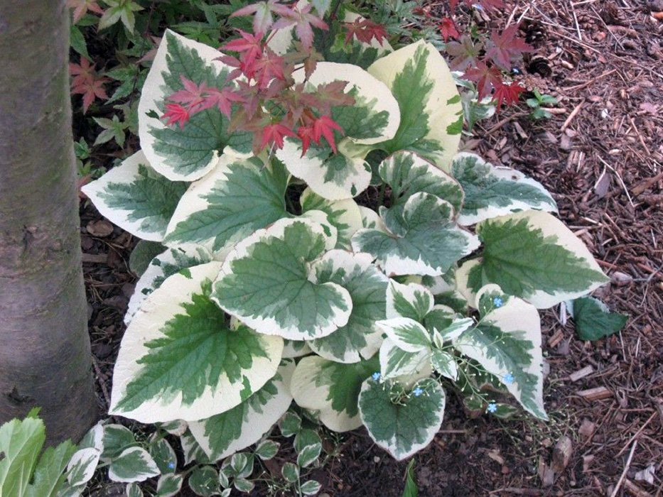 Превью изображения