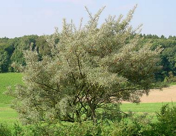 Превью изображения