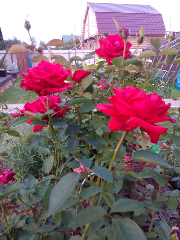 Превью изображения