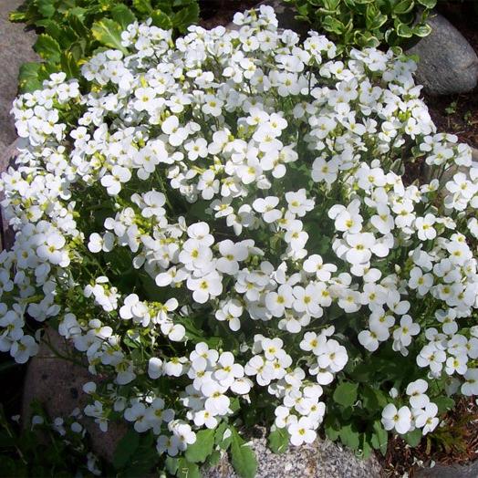 Превью изображения