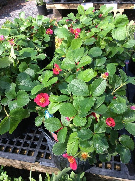 Превью изображения