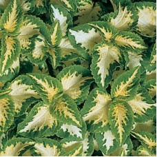 Превью изображения