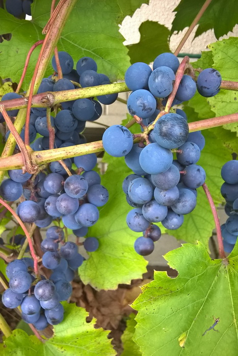 Превью изображения