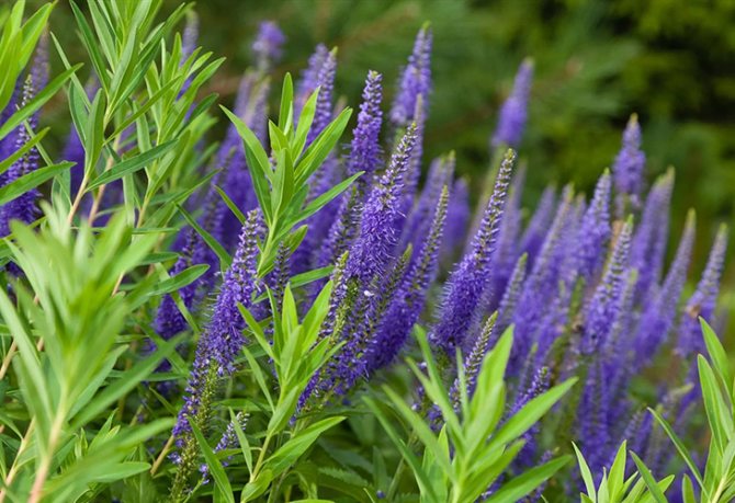 Превью изображения