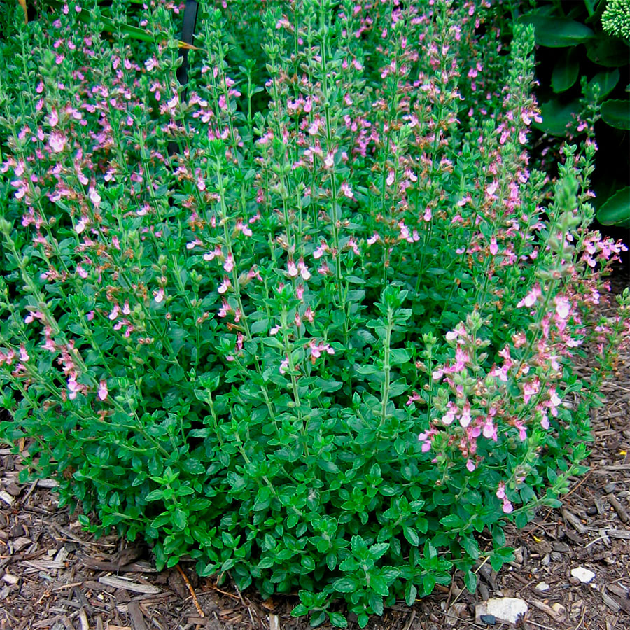 Превью изображения