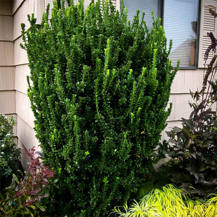 Превью изображения