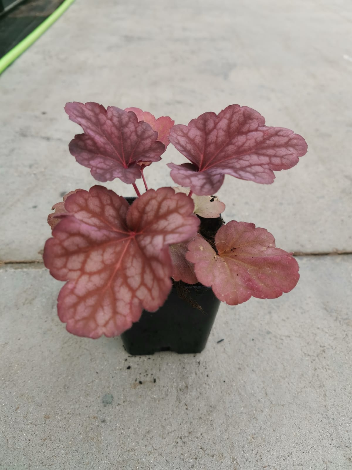 Превью изображения