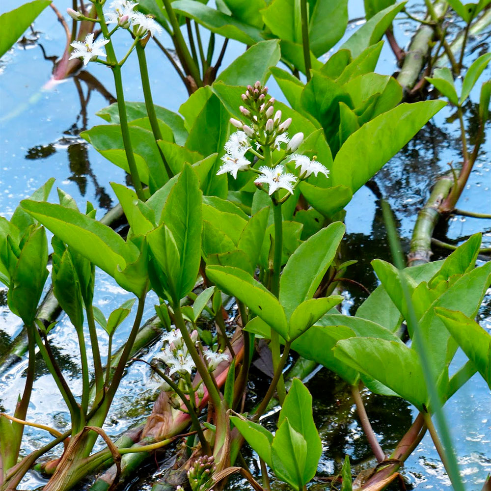 Превью изображения