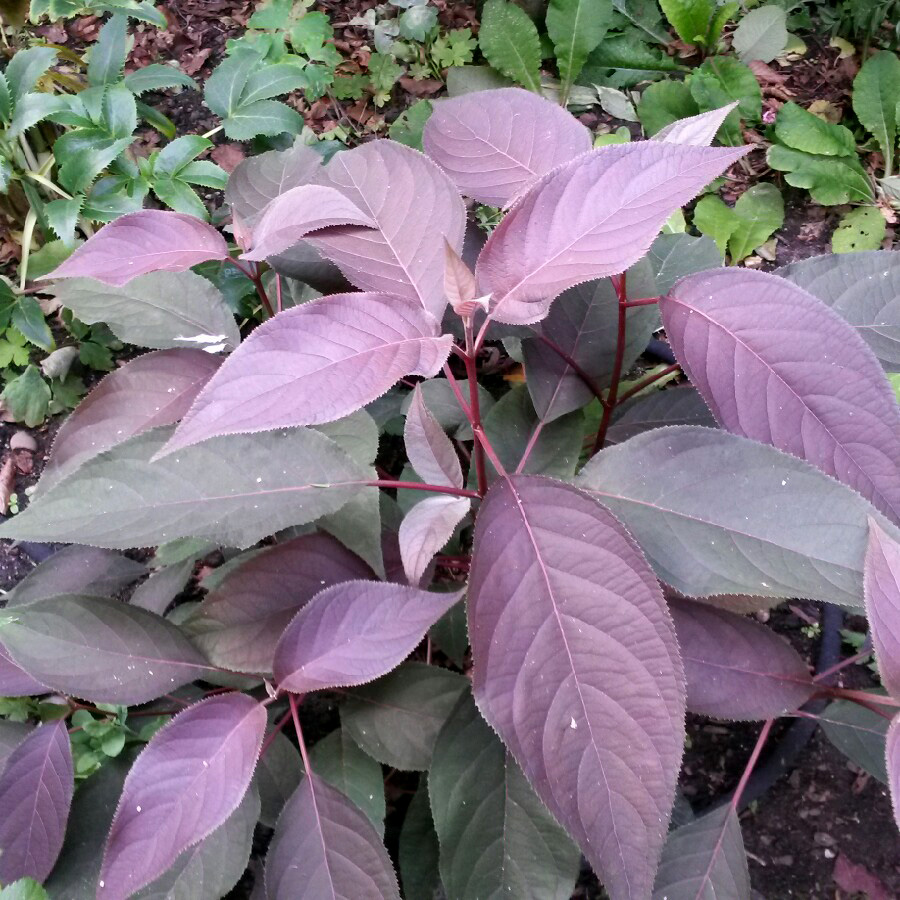 Превью изображения