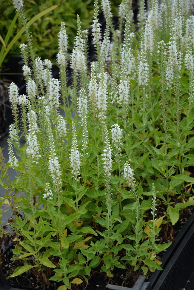 Превью изображения