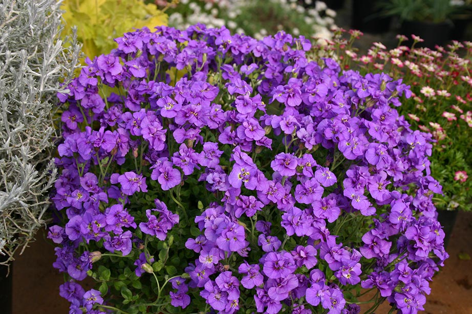 Превью изображения