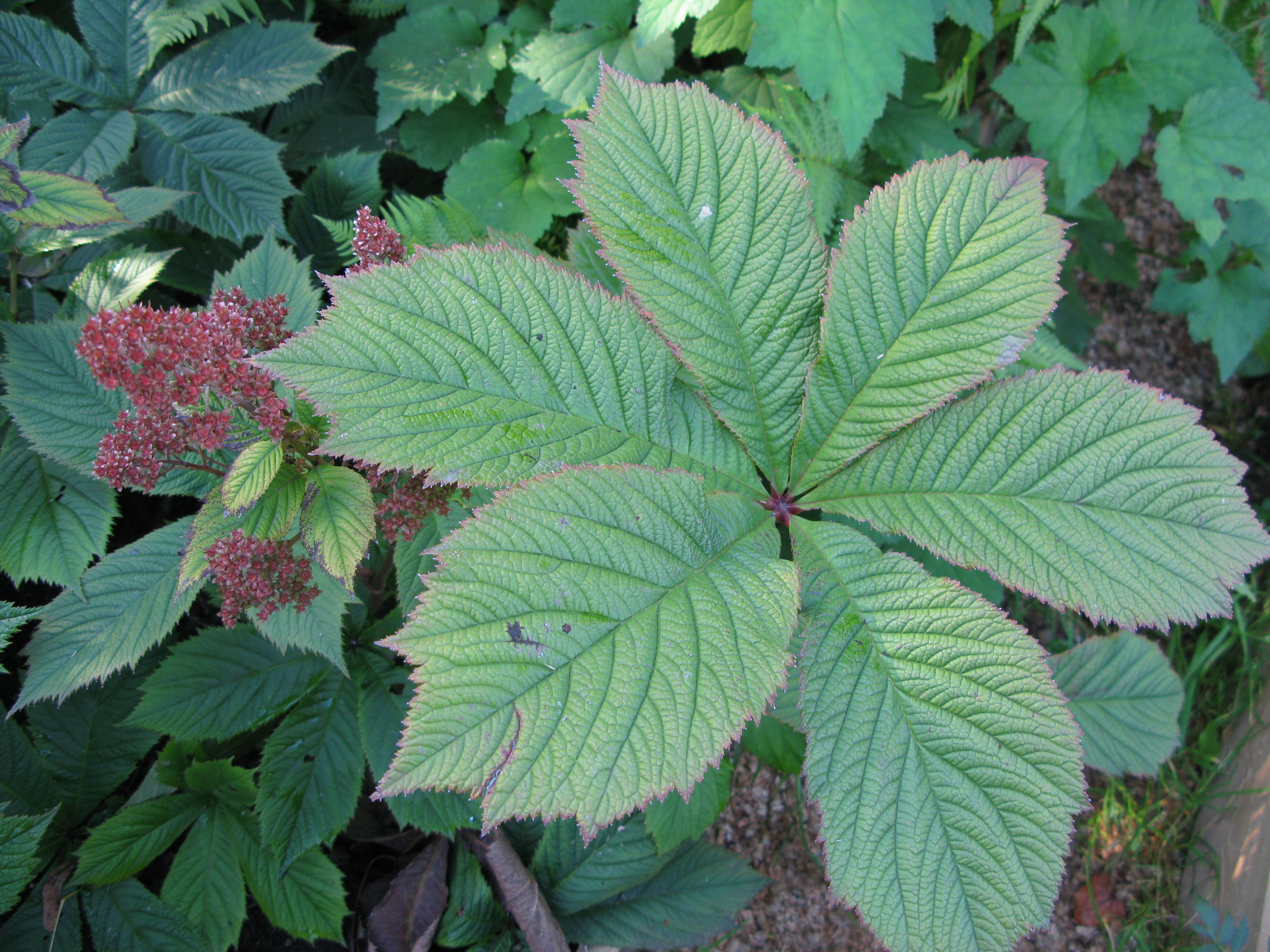 Превью изображения