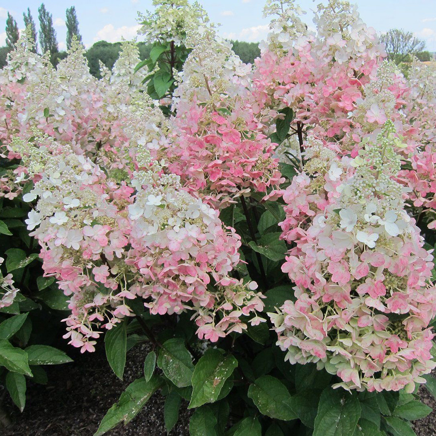 Превью изображения