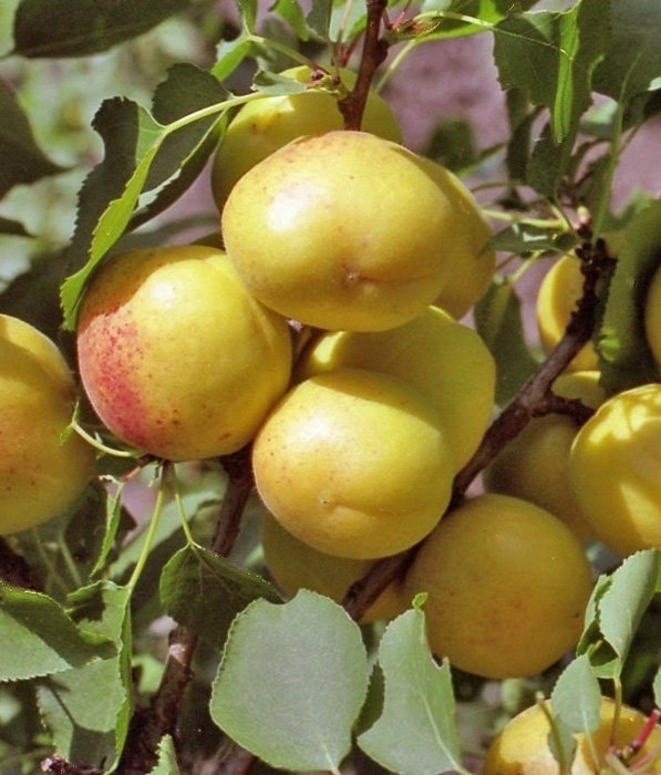 Превью изображения