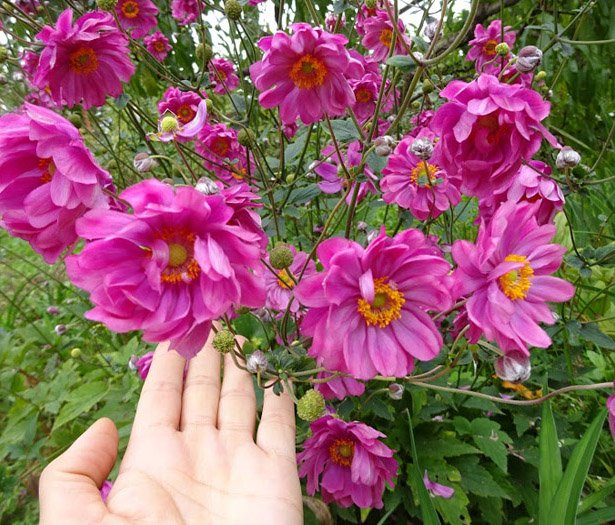 Превью изображения