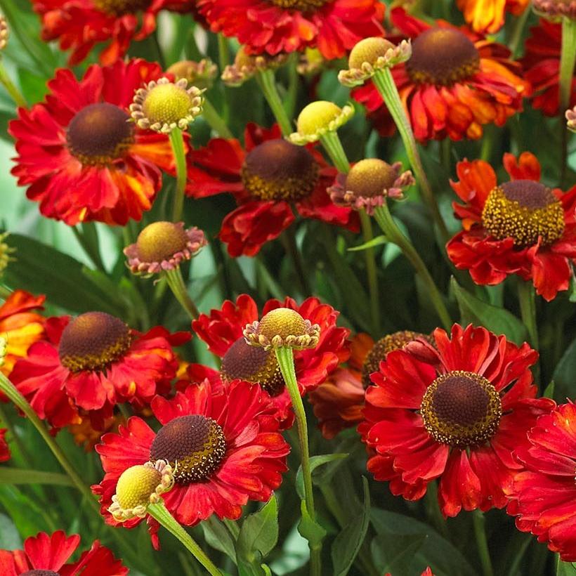 Превью изображения