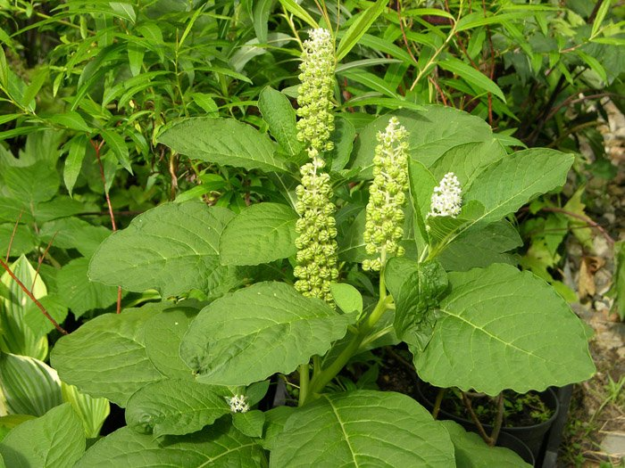 Превью изображения