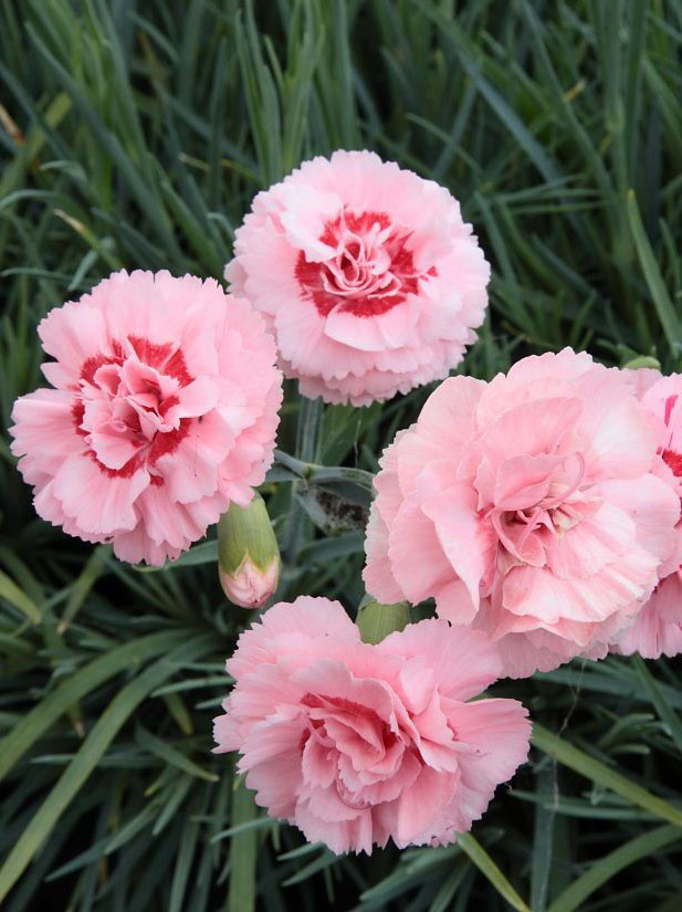 Превью изображения