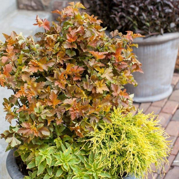 Превью изображения