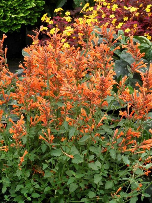 Превью изображения