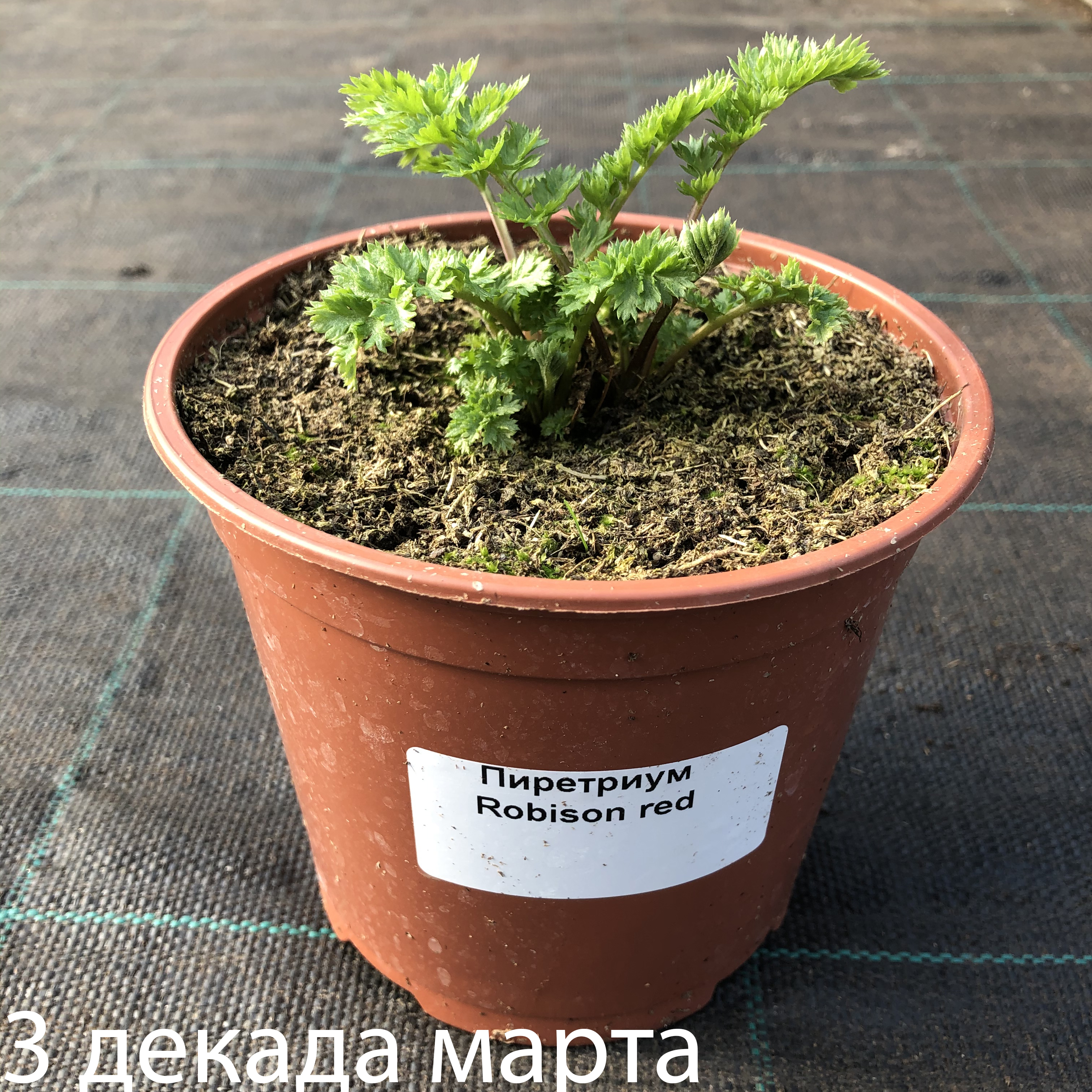 Превью изображения