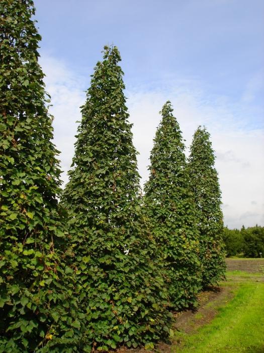 Превью изображения