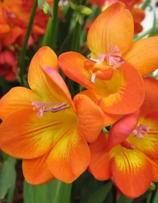 Превью изображения