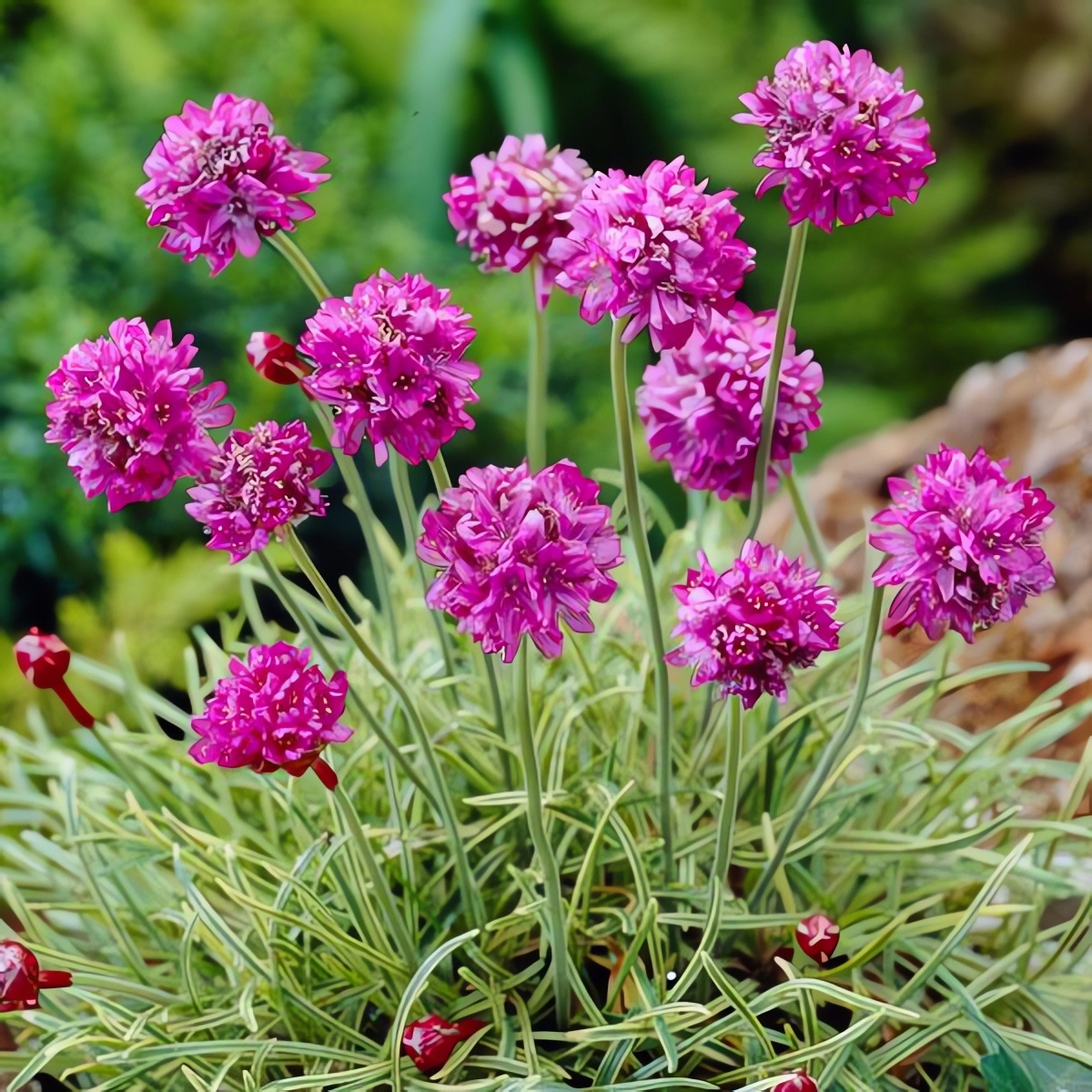 Превью изображения