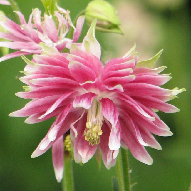 Превью изображения