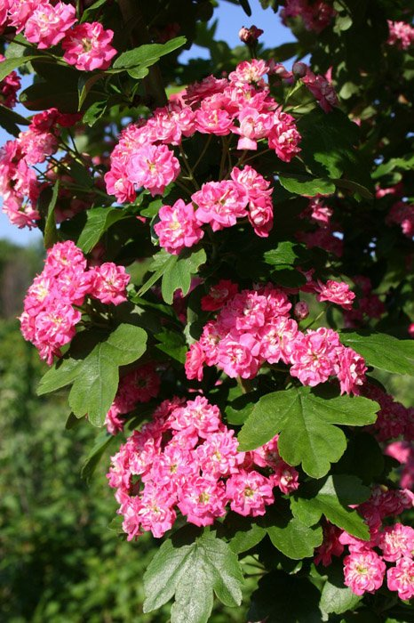 Превью изображения