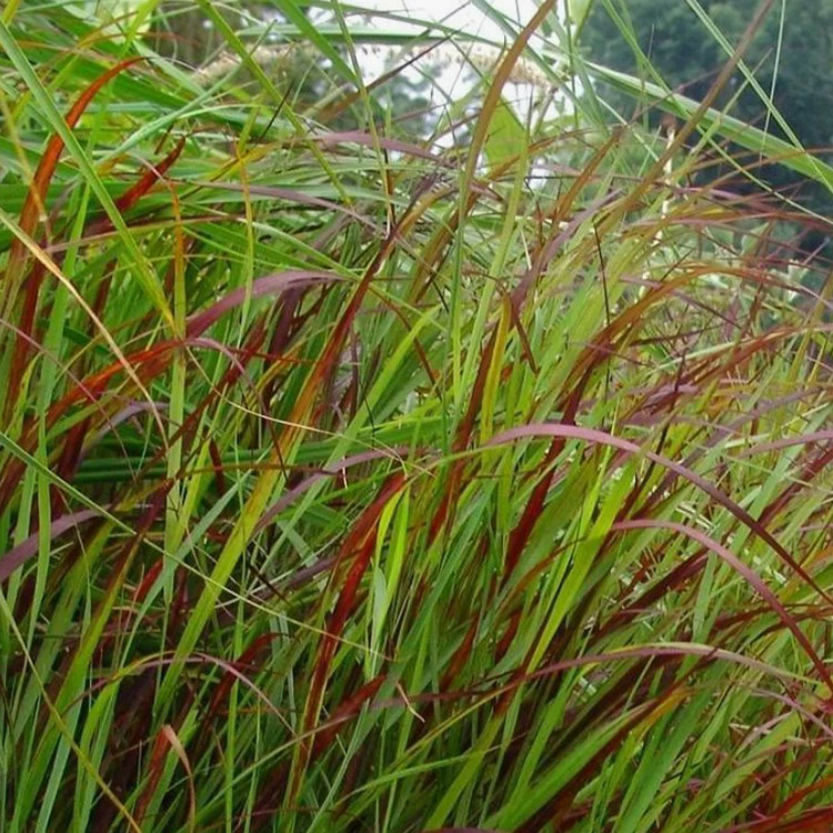 Превью изображения