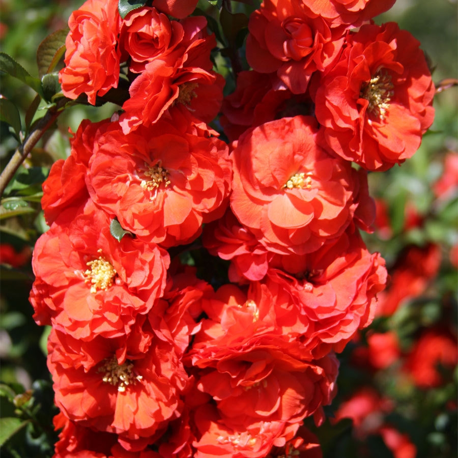 Превью изображения