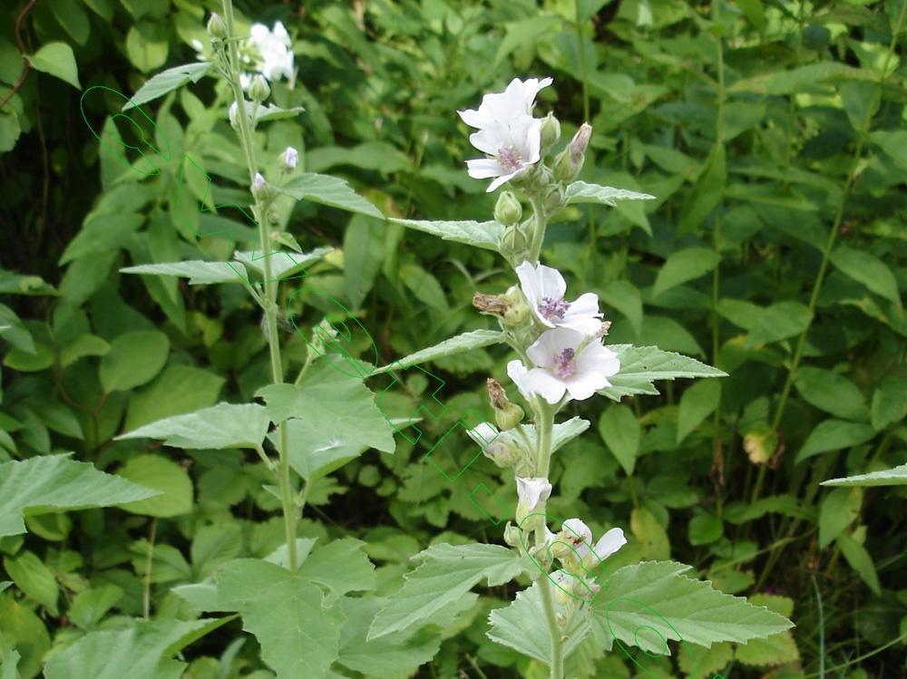 Превью изображения