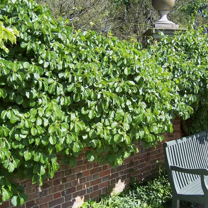 Превью изображения