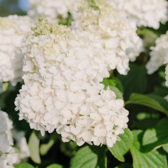 Превью изображения