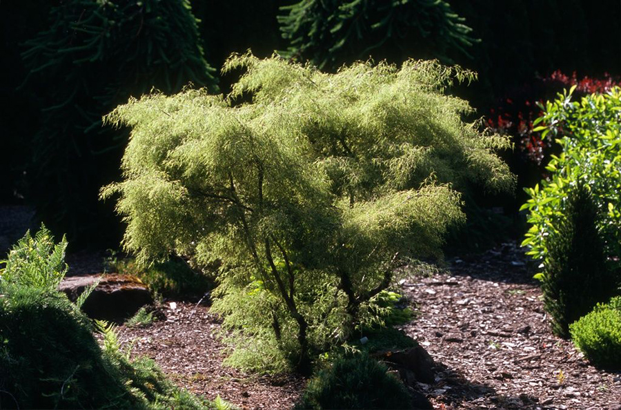 Превью изображения