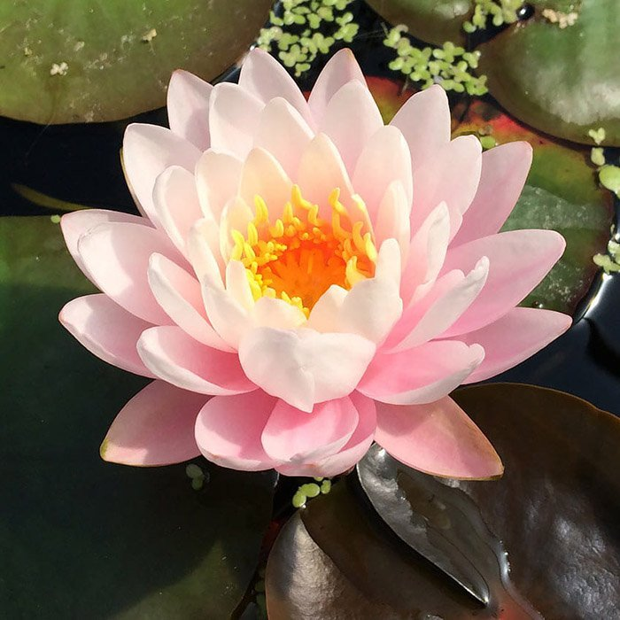 Превью изображения