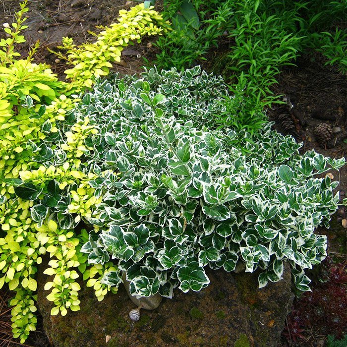 Превью изображения