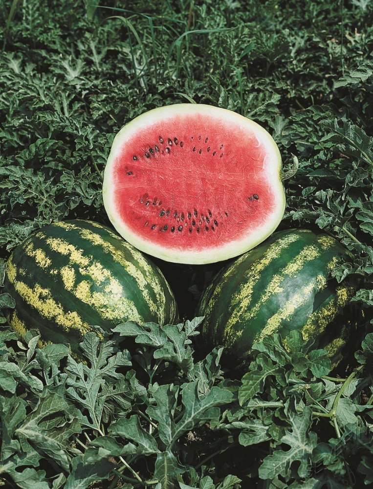 Превью изображения