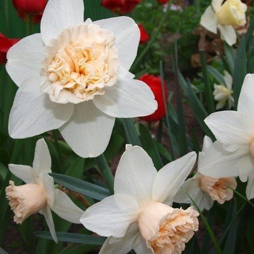 Превью изображения