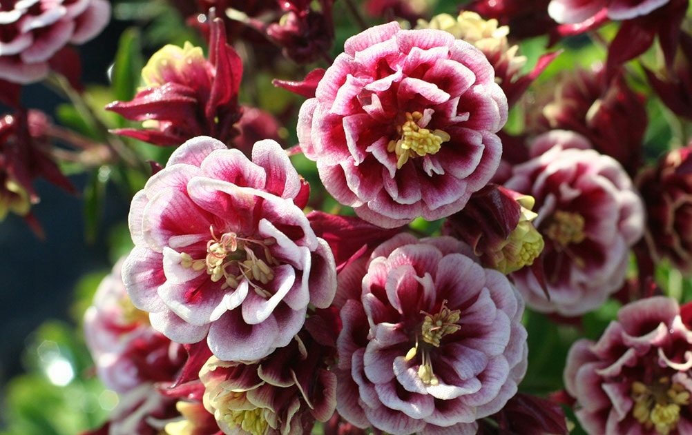 Превью изображения