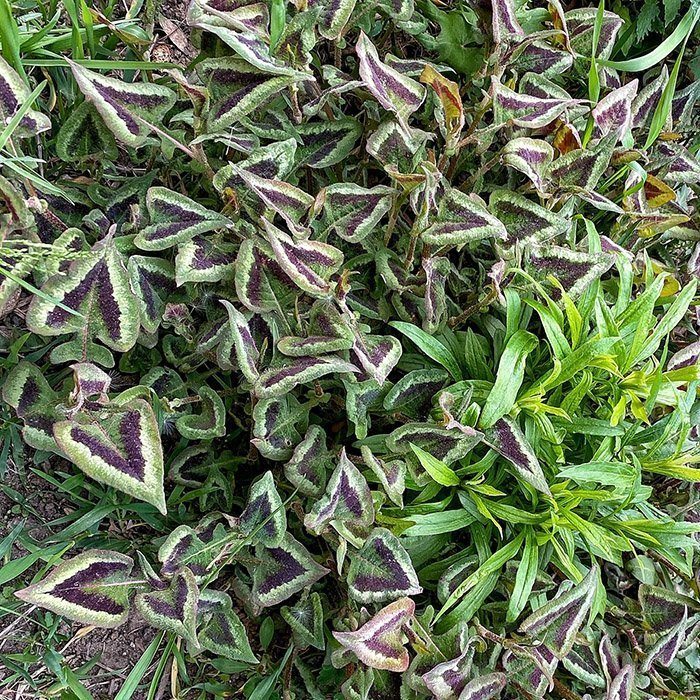 Превью изображения