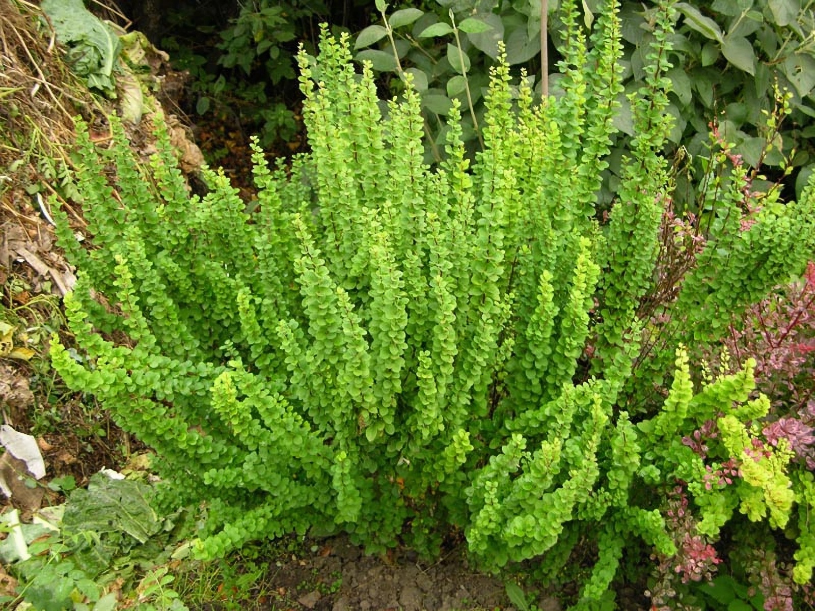 Превью изображения