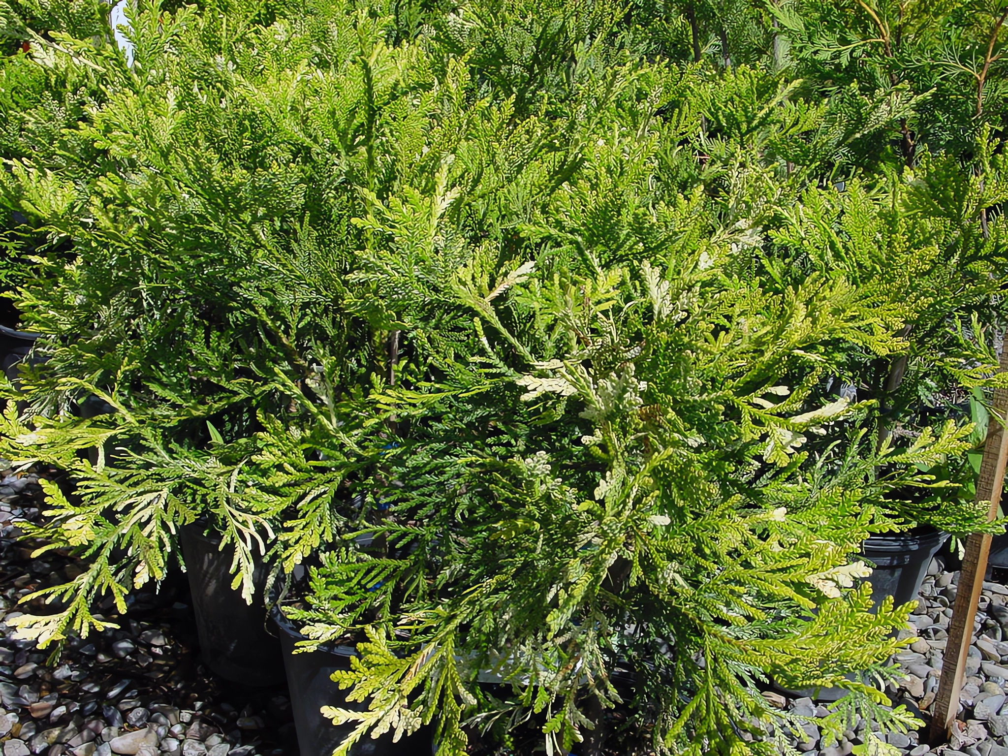 Превью изображения