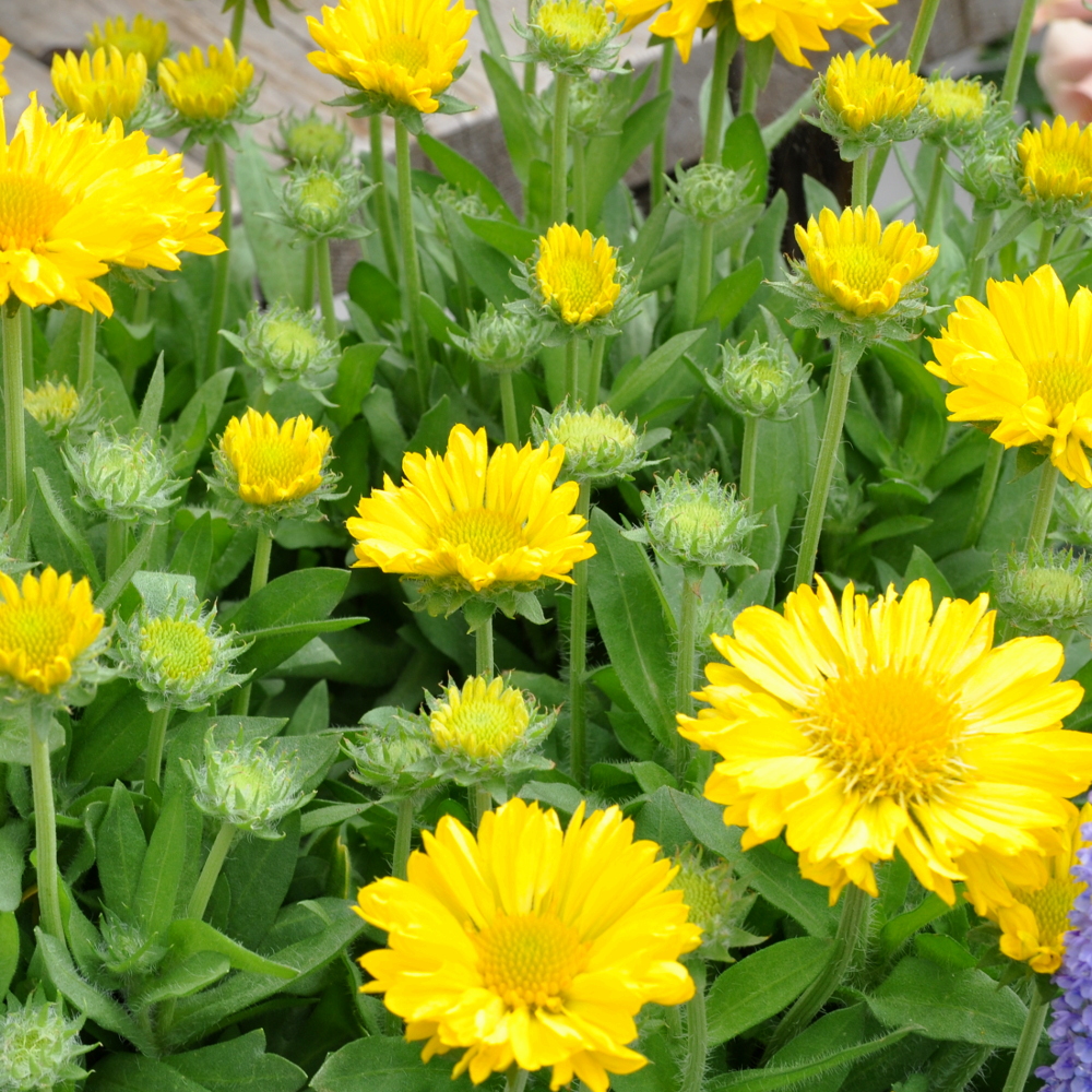 Превью изображения