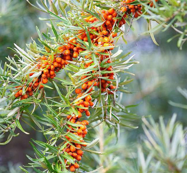Превью изображения