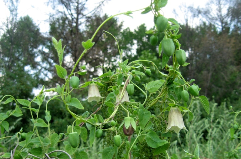 Превью изображения