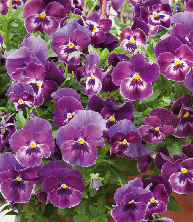 Превью изображения